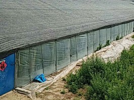 大棚专用红豆视频app